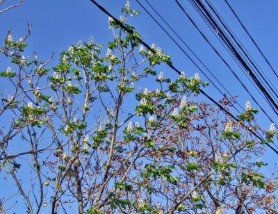 Прикрепленное изображение: DSCF8056.jpg